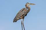 Great Grey Heron Aransas NP 2022